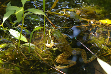 Green Frog (Rana clamitans)