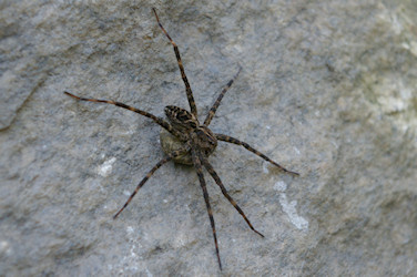 Grass Spider (Agelenopsis pennsylvanica?) with egg sac