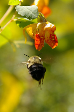 Bombus impatiens heading for a Impatiens capensis