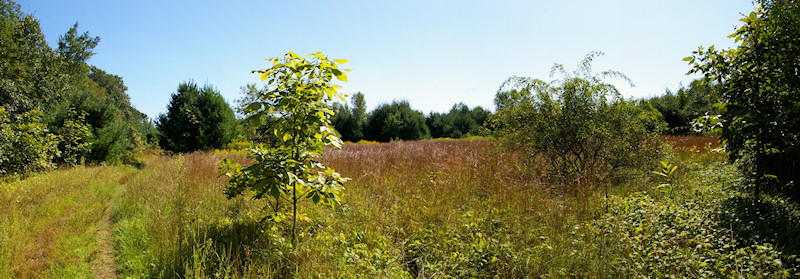 Canal Trail in the Open Field