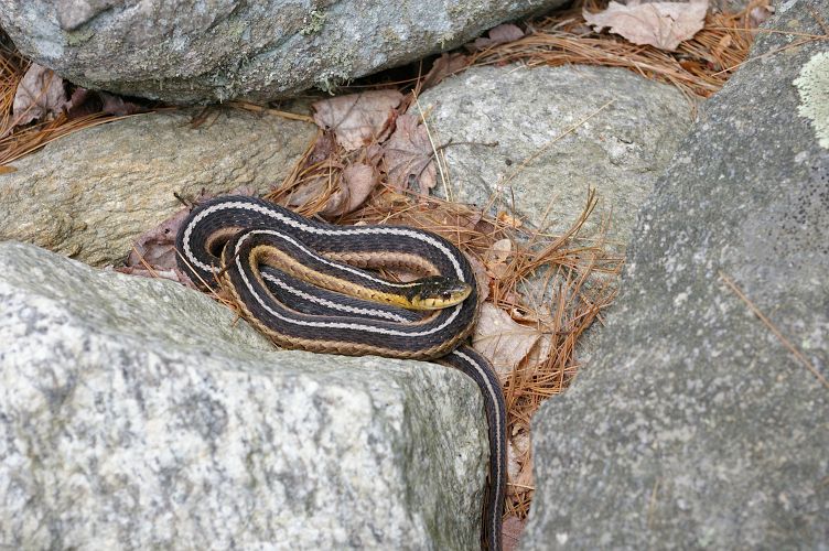 IMGP1977.jpg - Eastern Garter Snake  (Thamnophis sirtalis sirtalis) 