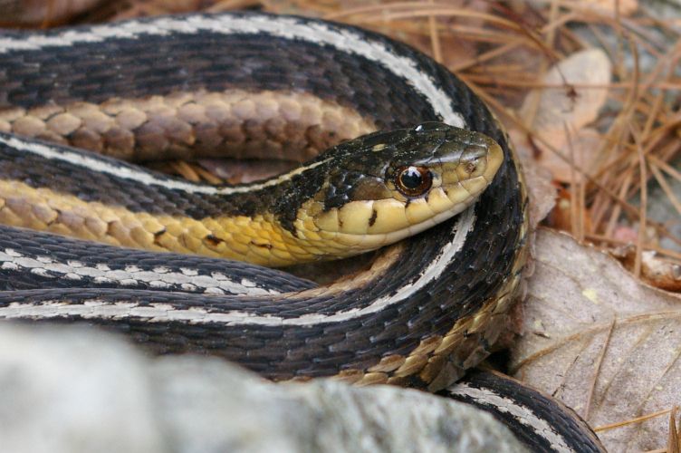 IMGP1982.jpg - Eastern Garter Snake  (Thamnophis sirtalis sirtalis) 