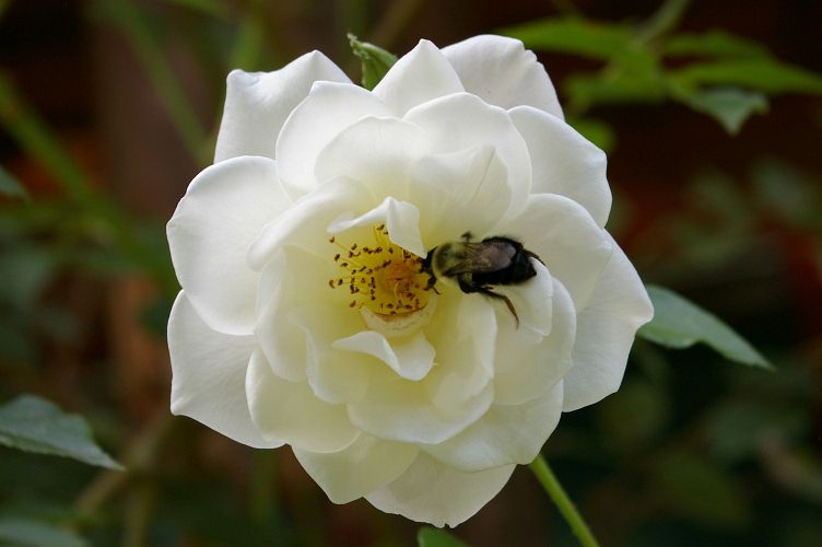IMGP5984.jpg - Common Eastern Bumble Bee  (Bombus impatiens) 