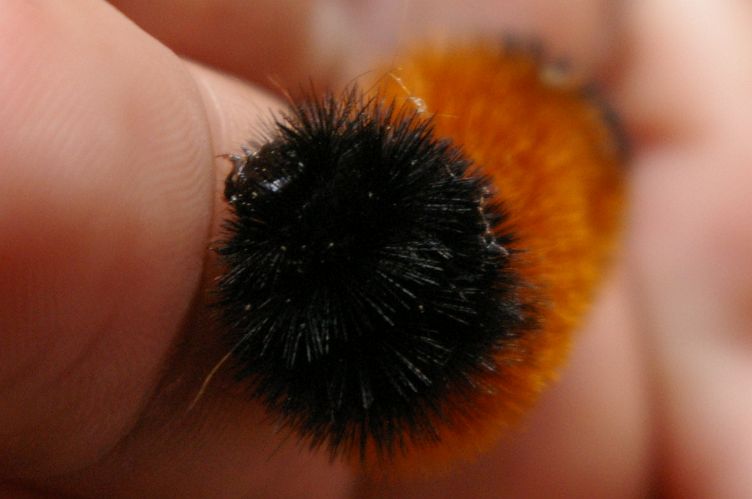 IMGP7123.jpg - Banded Woolly Bear Caterpillar  (Pyrrharctia isabella) 