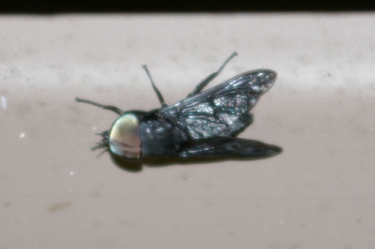 IMGP2509.jpg - Black Horse Fly  (Tabanus atratus) 