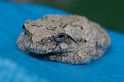 Amphibians_and_Reptiles
