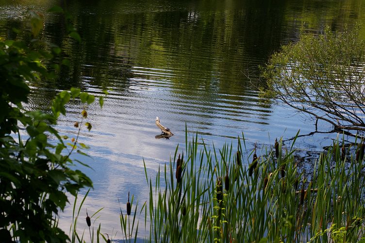 IMGP5521.jpg - Turtle in Hopedale Pond