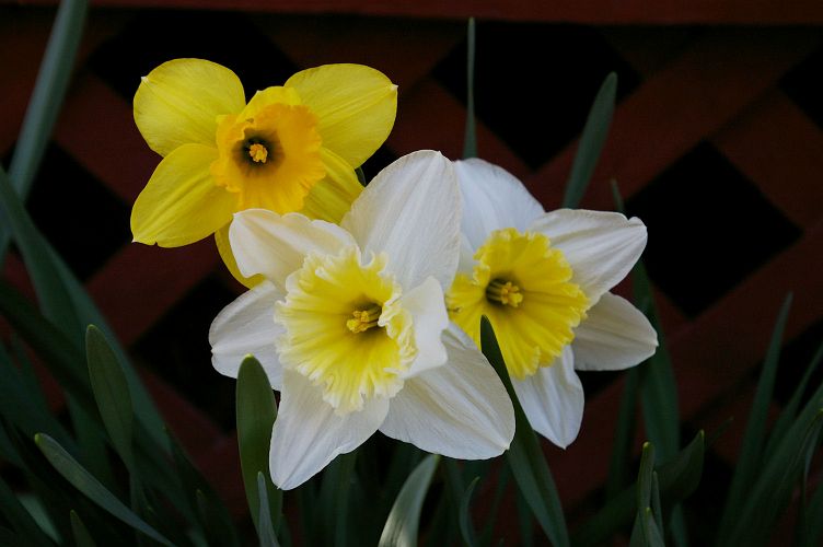 IMGP0898.jpg - Daffodils  (Narcissus ?) 