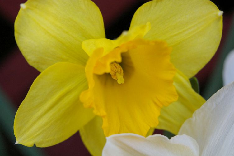 IMGP0904.jpg - Daffodil  (Narcissus ?) 