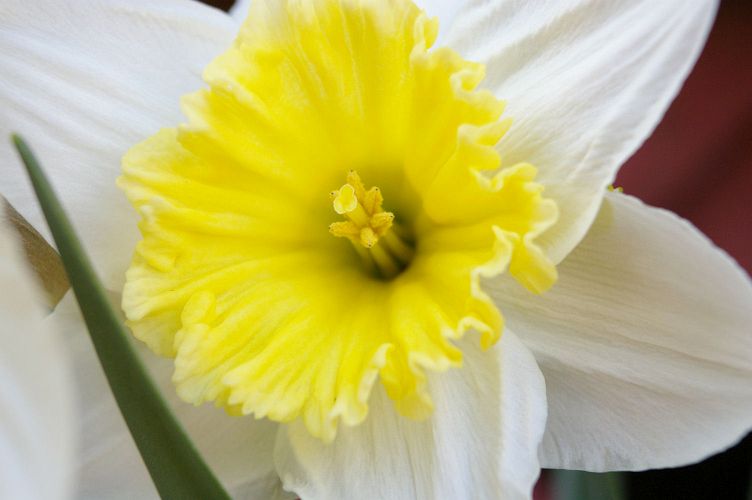 IMGP0909.jpg - Daffodil  (Narcissus ?) 