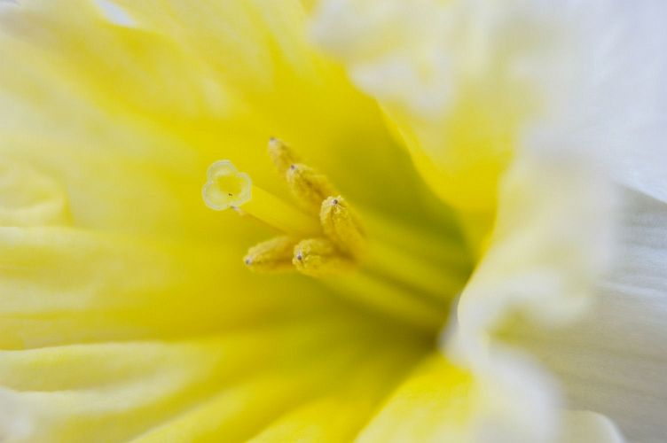 IMGP0922.jpg - Daffodil  (Narcissus ?) 