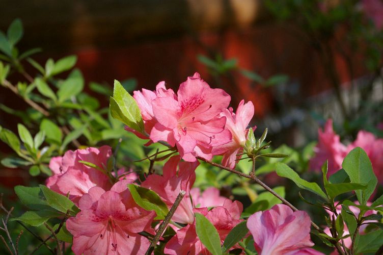 IMGP1580.jpg - Azalea Satin Robe  (Rhododendron ?) 
