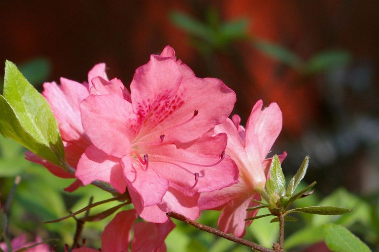 IMGP1580a.jpg - Azalea Satin Robe  (Rhododendron ?) 