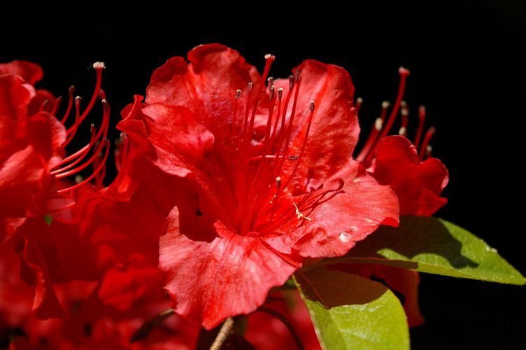 IMGP1603.jpg - Azalea  (Rhododendron ?) 