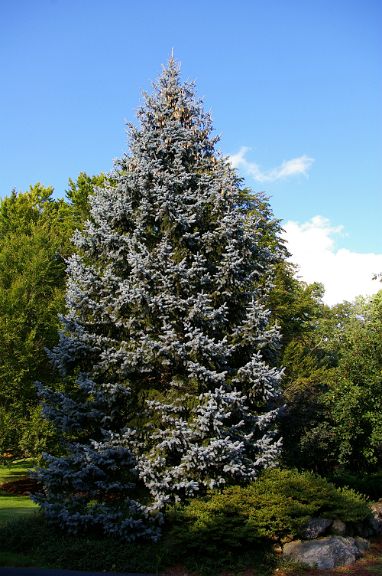IMGP6063.jpg - Blue Spruce  (Picea pungens) 