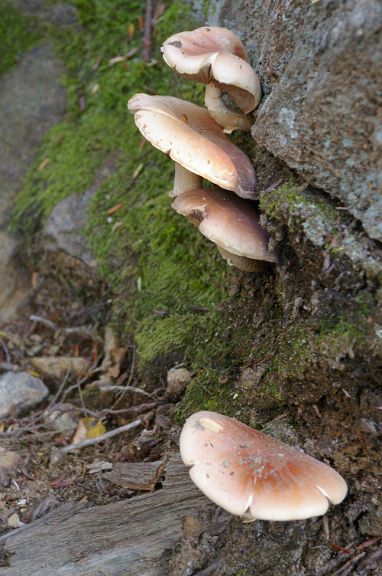 IMGP3261.jpg - Unidentified Mushrooms