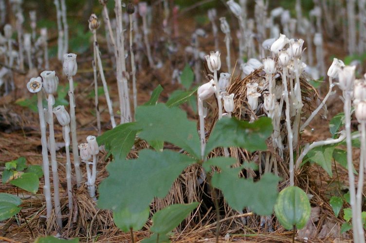 IMGP5827.jpg - Indian Pipe  (Monotropa uniflora) 