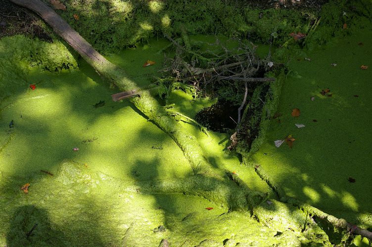 IMGP6468.jpg - Common Duckweed  (Lemna minor) 