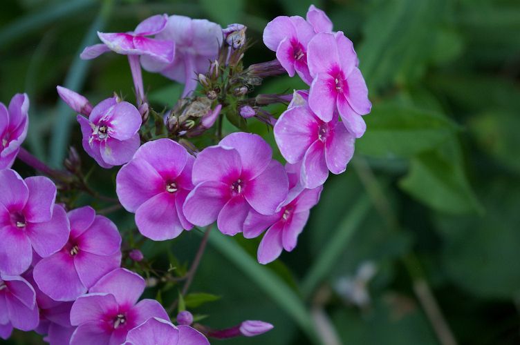 IMGP6600.jpg - Fall Phlox  (Phlox paniculata) 