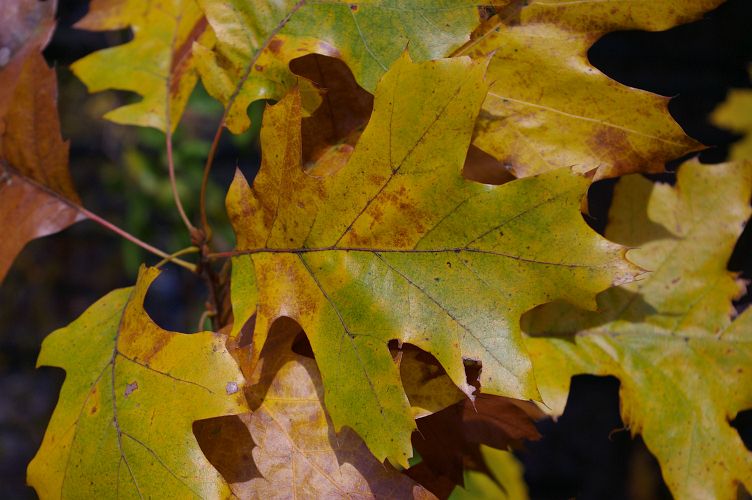 IMGP7346.jpg - Scarlet Oak  (Quercus coccinea) 